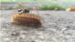 Bug Report