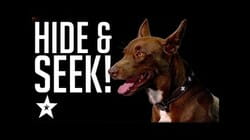 SMART Dog Knows How To Play! | Got Talent Global