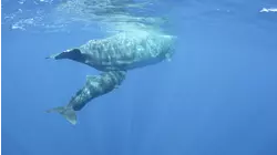 Giants of the Atlantic - Azores