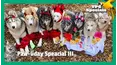 Paw-liday Special III