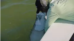 Tarpon Time