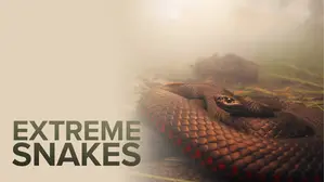 Extreme Snakes