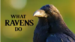 What Ravens Do