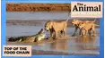 The Animal Breakdown