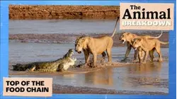 The Animal Breakdown | Top of the Food Chain