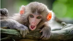 Nature Scenes Baby Animals: Colobus Monkey, Lemur, Lowland Nyala, Orangutan, Oryx, Zebra