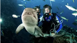 Shark Bait