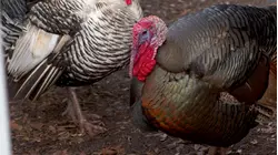 How to do Rooterville Animal Sanctuary