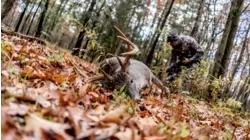 New York Whitetail