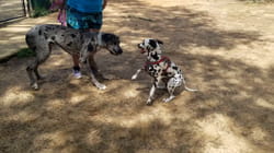 TPC That's My Pet | Great Danes