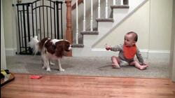 Pets Making Babies Laugh