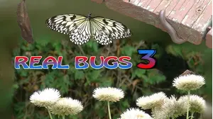 Real Bugs 3