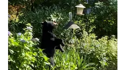 Black bear sighting in White Plains neighborhood prompts safety reminder