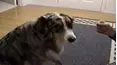 Funniest Pets & People