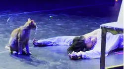 Cat Crashes Actor's Death Scene in 'Romeo & Juliet' Performance