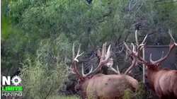 No Limits Hunting S7:E5 "Holy Elk"