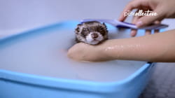 Pet Obsessed | Snack Time