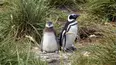 Baby Animals Around the World