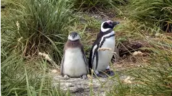 Baby Animals From Latin America