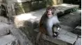 Viral Wild
