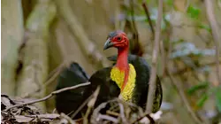 Feathering the Nest