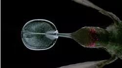 Birds and Sea Creatures