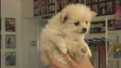 Puppy Love | Ep. 2.5