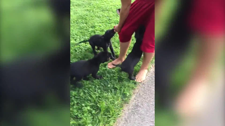 "Four Labrador Puppies Pants A Guy (WHEN CUTE PUPPIES ATTACK)" XUMO