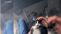 Kitten rescued from the snow near Bank of America in Melville