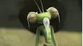 Insectibles