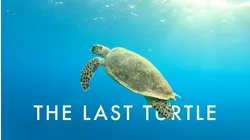 The Last Turtle