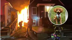 2-year-old mini goldendoodle saves family from burning home while they slept
