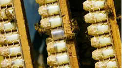 Why Royal Jelly is So Expensive