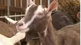 All Creatures Great & Small!