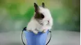 All Creatures Great & Small!