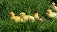 All Creatures Great & Small!
