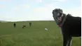 All Creatures Great & Small!