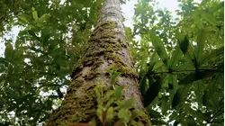 Shadows of the Rubber Boom