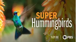 Super Hummingbirds