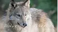 Wolves And Warriors