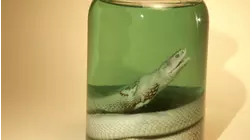 Great Snake Hunt and More