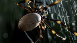 Dangerous on Land
