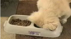 Hamster wheel
