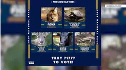 No monkey business! Beardsley Zoo animals vie for mayor