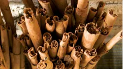 Why Ceylon Cinnamon Is So Expensive