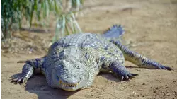 Crocs and Hippos of Ndumo