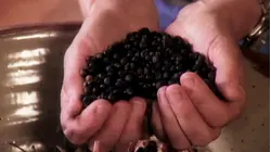 Chocolate Cake with Curls, Potpourri