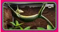 Funniest Pets of the Year So Far 2026