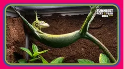 Funniest Pets of the Year So Far 2026