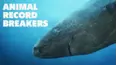 Animal Record Breakers